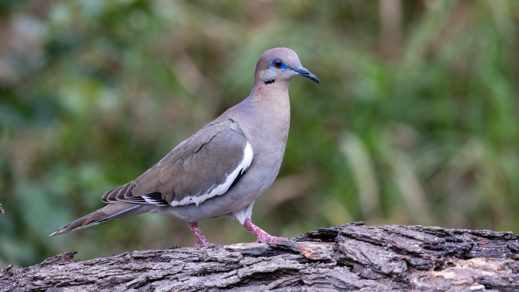 White-winged Dove