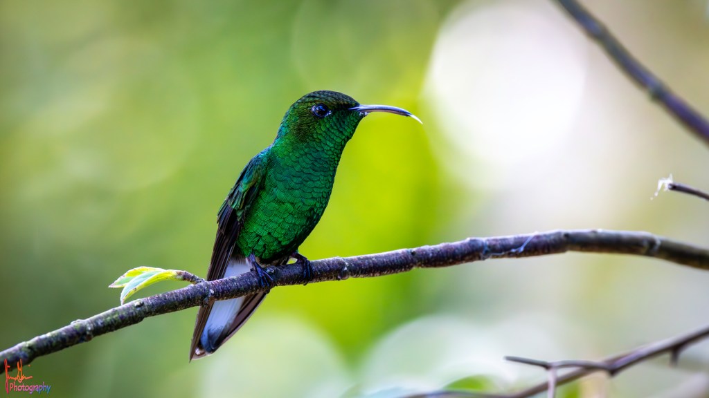 COPPERY-HEADED EMERALD – Pura Vida Birds and&nbsp;Birding