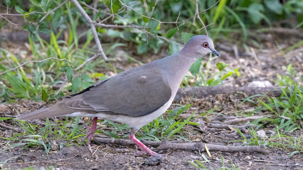 White-tipped Dove