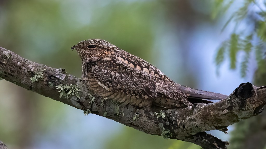 Lesser Nighthawk