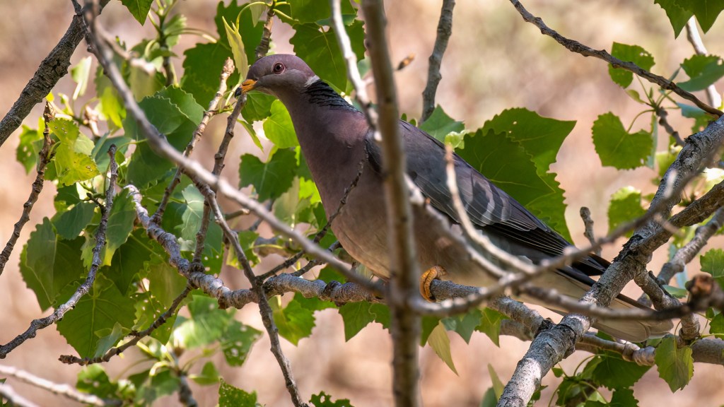 Band-tailed Pigeon