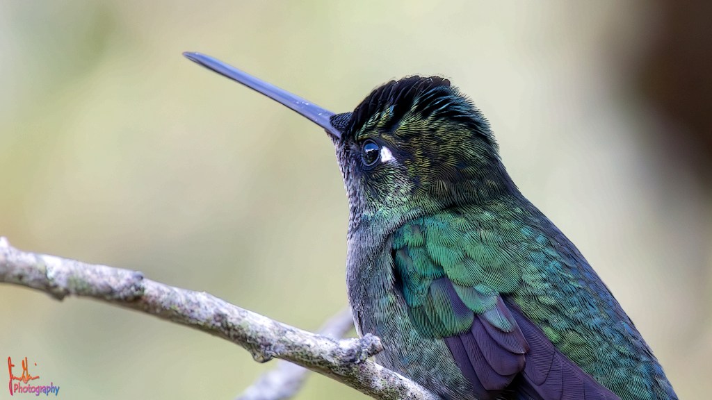 TALAMANCA HUMMINGBIRD – Pura Vida Birds and&nbsp;Birding