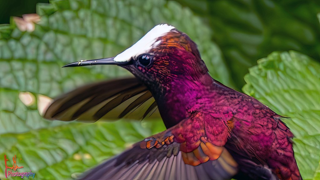 SNOWCAP – Pura Vida Birds and&nbsp;Birding