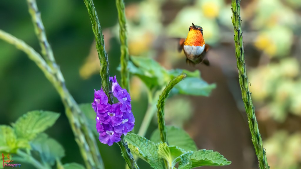 SCINTILLANT HUMMINGBIRD – Pura Vida Birds and&nbsp;Birding