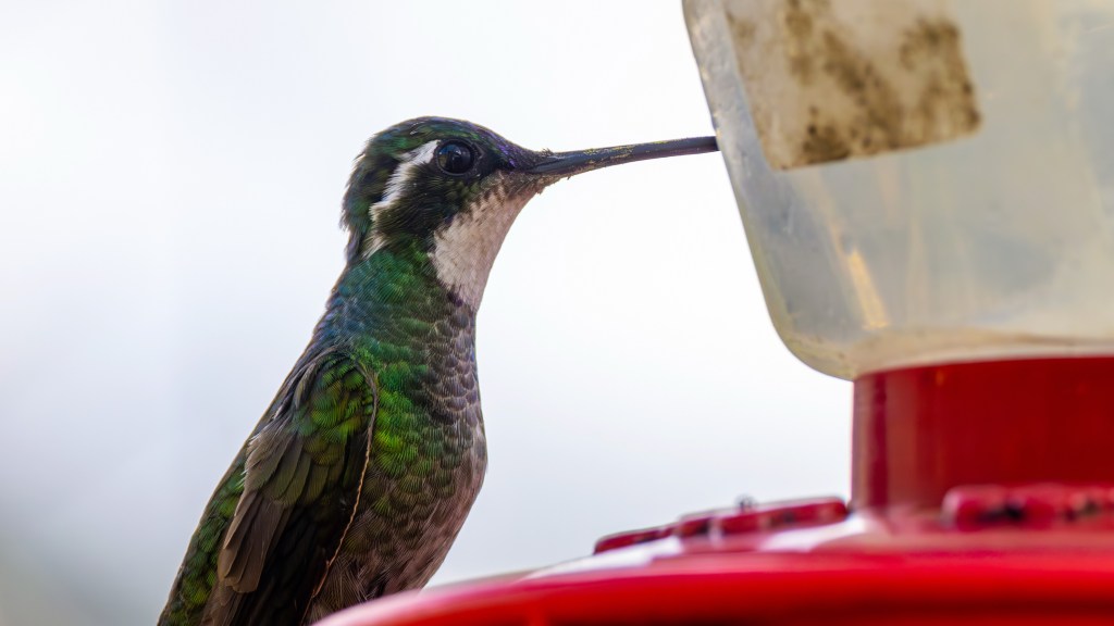 WHITE-THROATED MOUNTAIN-GEM – Pura Vida Birds and&nbsp;Birding