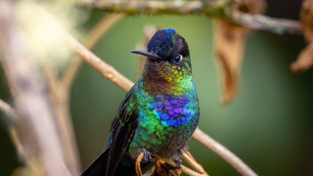 FIERY-THROATED HUMMINGBIRD – Pura Vida Birds and&nbsp;Birding
