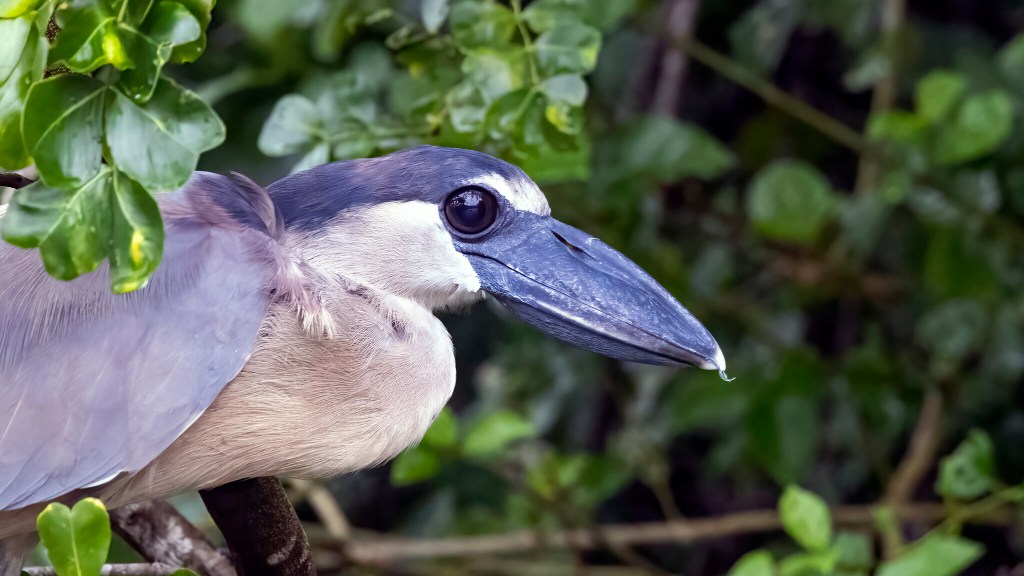 BOAT-BILLED HERON – Pura Vida Birds and Birding