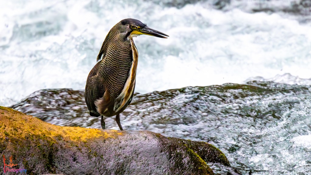 FASCIATED TIGER-HERON – Pura Vida Birds and Birding