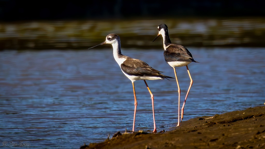 BLACK-NECKED STILT – Pura Vida Birds and&nbsp;Birding