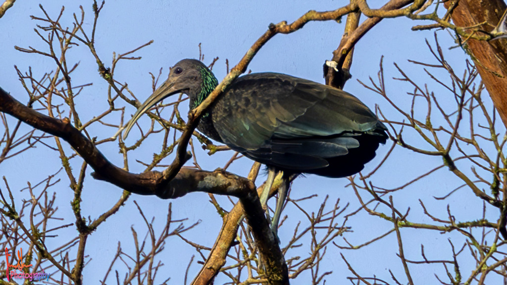 GREEN IBIS – Pura Vida Birds and Birding