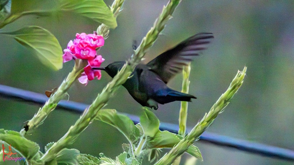 BLUE-VENTED HUMMINGBIRD – Pura Vida Birds and&nbsp;Birding