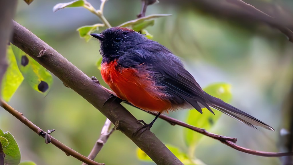 Slate-throated Redstart in San&nbsp;Francisco