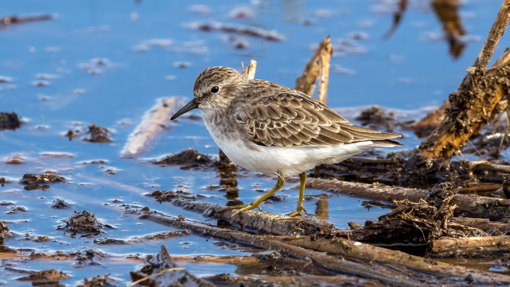 LEAST SANDPIPER – Pura Vida Birds and&nbsp;Birding