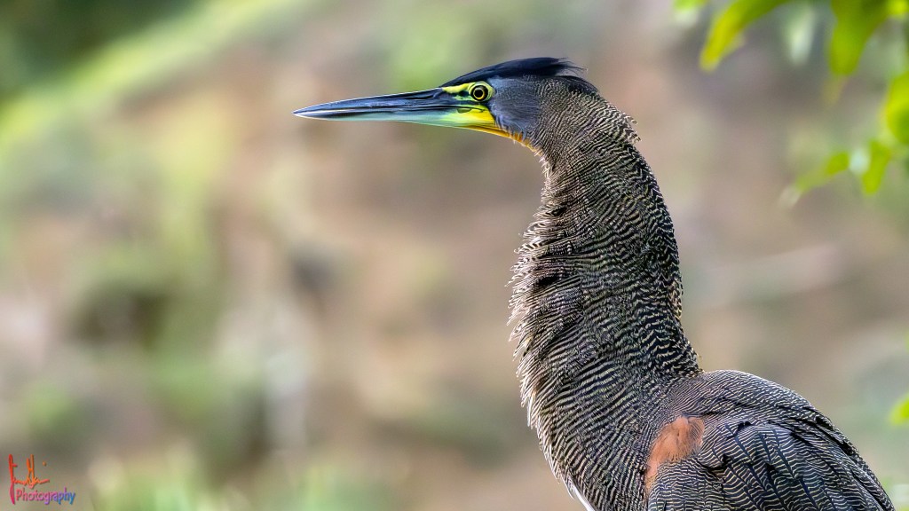 BARE-THROATED TIGER-HERON – Pura Vida Birds and Birding