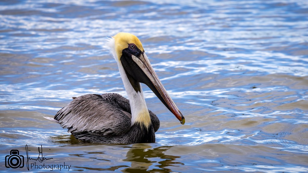 BROWN PELICAN – Pura Vida Birds and Birding