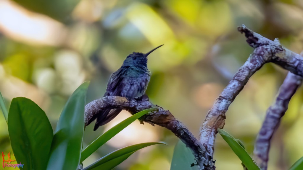 MANGROVE HUMMINGBIRD – Pura Vida Birds and&nbsp;Birding