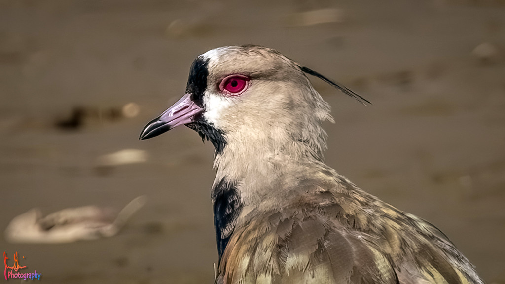 SOUTHERN LAPWING – Pura Vida Birds and&nbsp;Birding