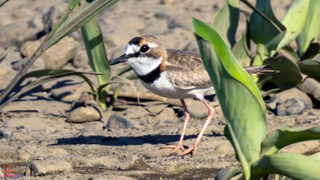 COLLARED PLOVER – Pura Vida Birds and&nbsp;Birding