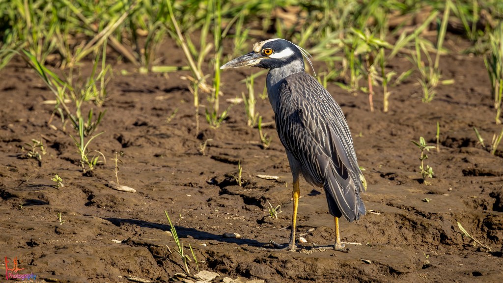 YELLOW-CROWNED NIGHT HERON – Pura Vida Birds and Birding