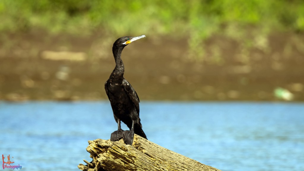 NEOTROPIC CORMORANT – Pura Vida Birds and Birding