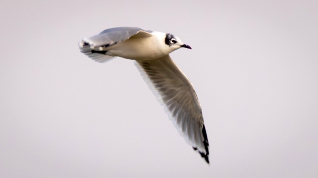 FRANKLIN’S GULL – Pura Vida Birds and&nbsp;Birding