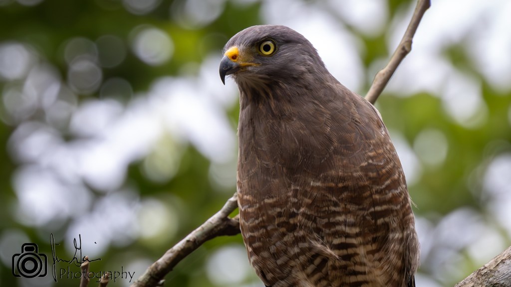 ROADSIDE HAWK – Pura Vida Birds and&nbsp;Birding