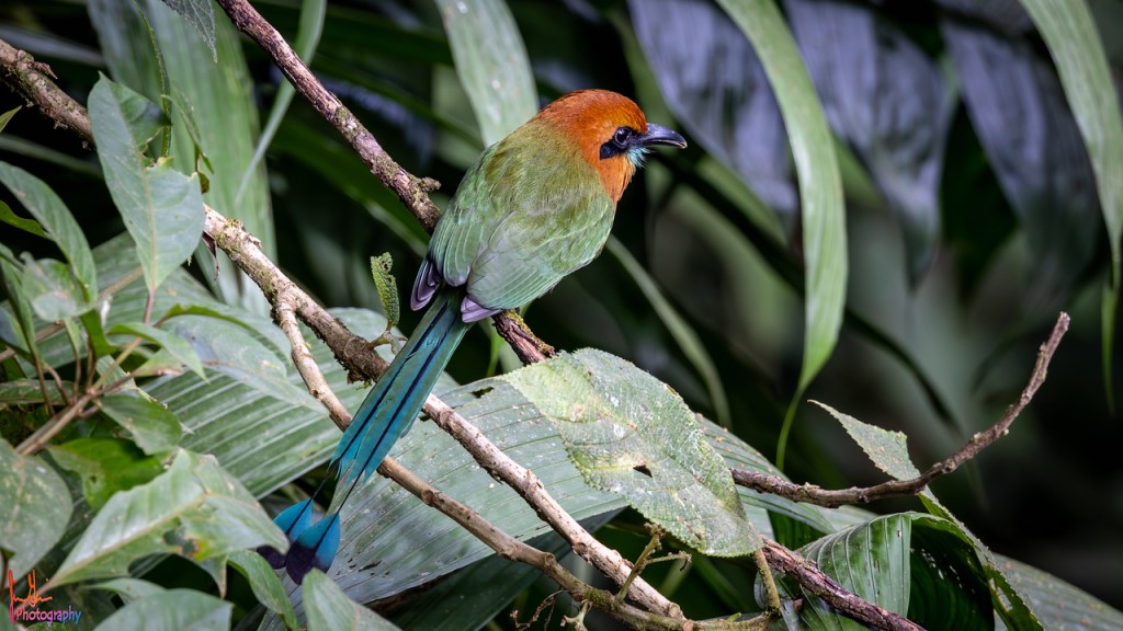 BROAD-BILLED MOTMOT – Pura Vida Birds and&nbsp;Birding