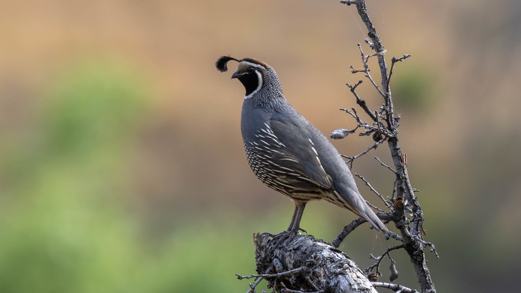 A California Quail at Minniear Day Use, Del Puerto&nbsp;Canyon