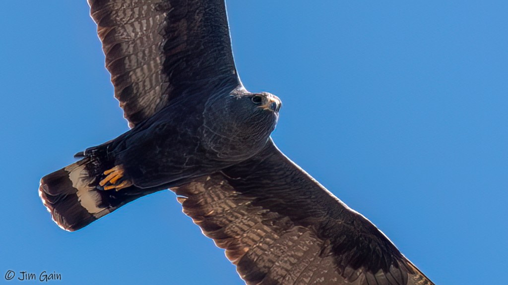 ZONE-TAILED HAWK – Pura Vida Birds and&nbsp;Birding