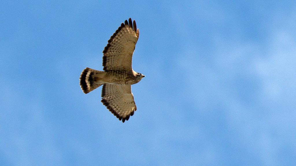 BROAD-WINGED HAWK – Pura Vida Birds and&nbsp;Birding