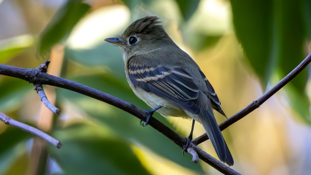 A Western Flycatcher at Oak Grove Park, Ripon,&nbsp;CA