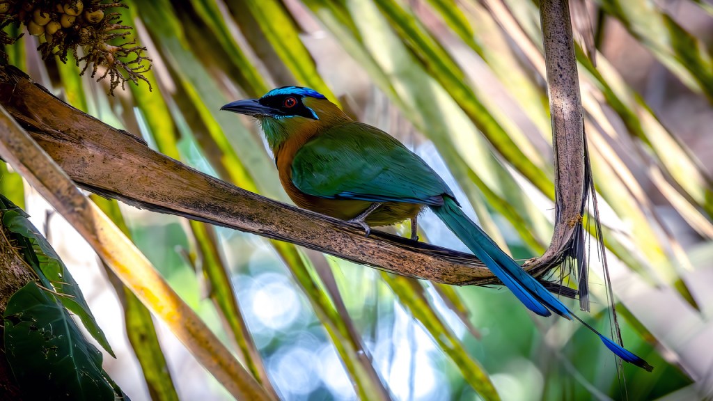 LESSON’S MOTMOT – Pura Vida Birds and&nbsp;Birding