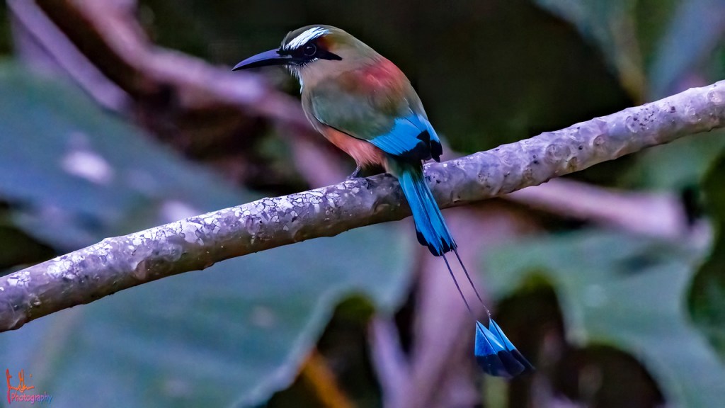 TURQUOISE-BROWED MOTMOT – Pura Vida Birds and&nbsp;Birding