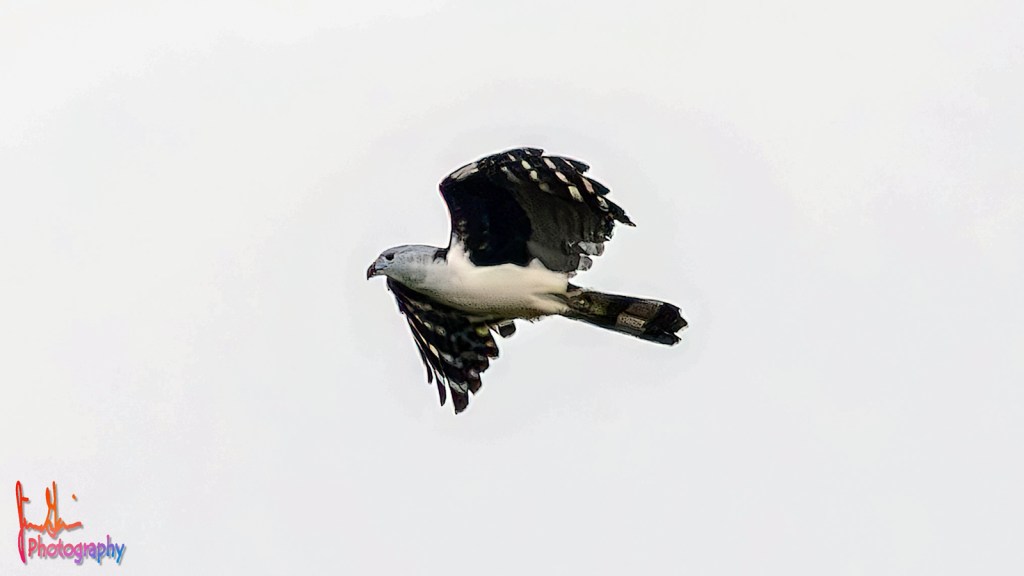 GRAY-HEADED KITE – Pura Vida Birds and&nbsp;Birding