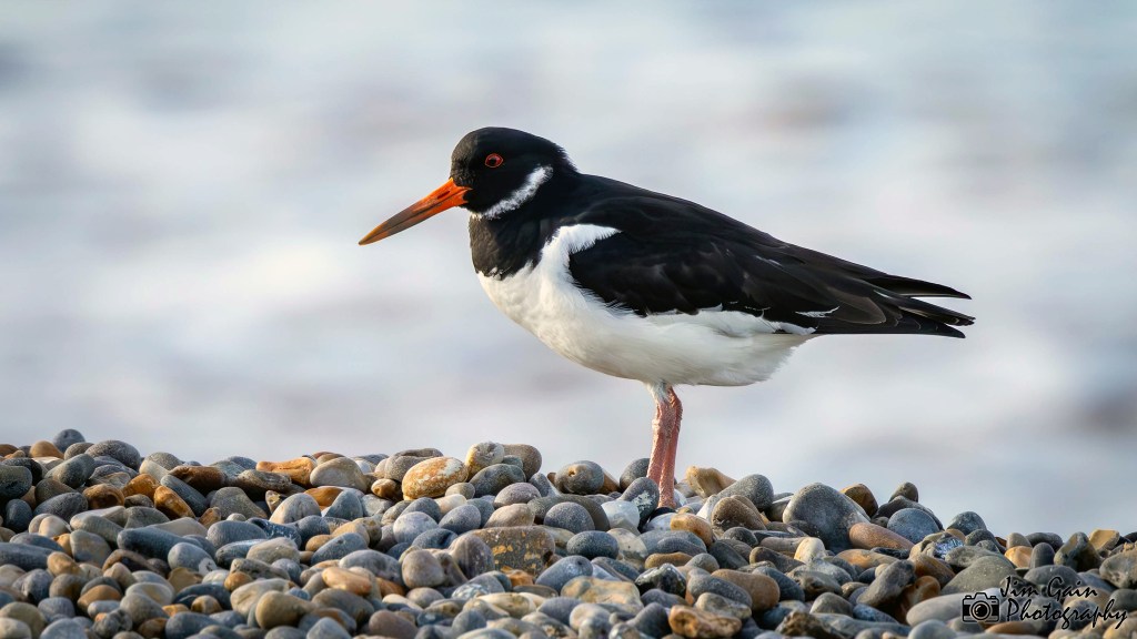 Grandchildren and Oystercatchers at Weybourne Beach, Norfolk,&nbsp;England