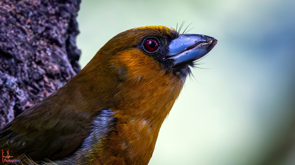 PRONG-BILLED BARBET – Pura Vida Birds and&nbsp;Birding