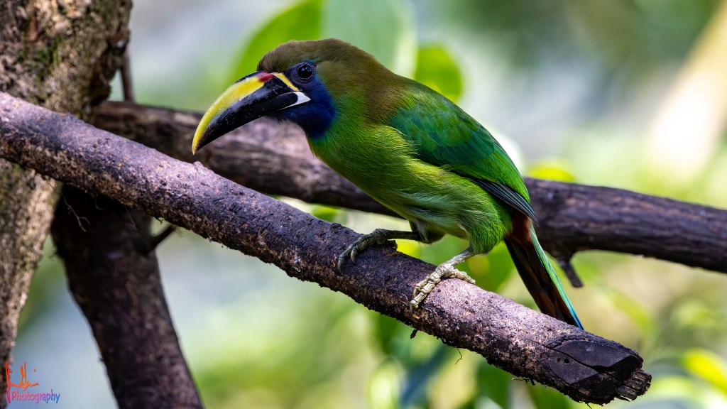NORTHERN EMERALD TOUCANET – Pura Vida Birds and&nbsp;Birding