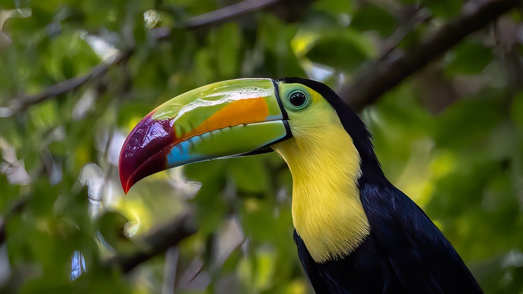 KEEL-BILLED TOUCAN – Pura Vida Birds and&nbsp;Birding