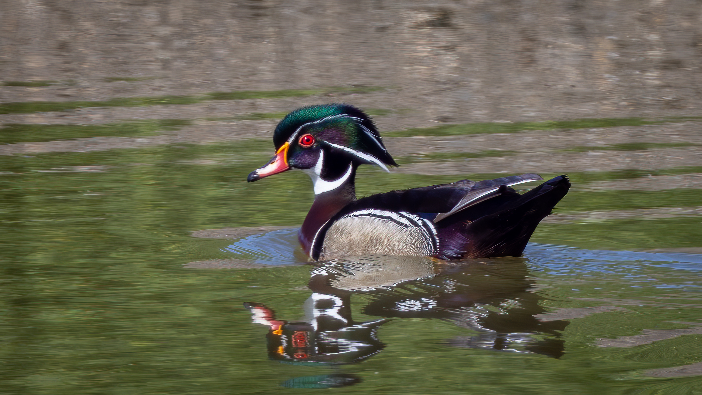 a brightly colored male wood duck