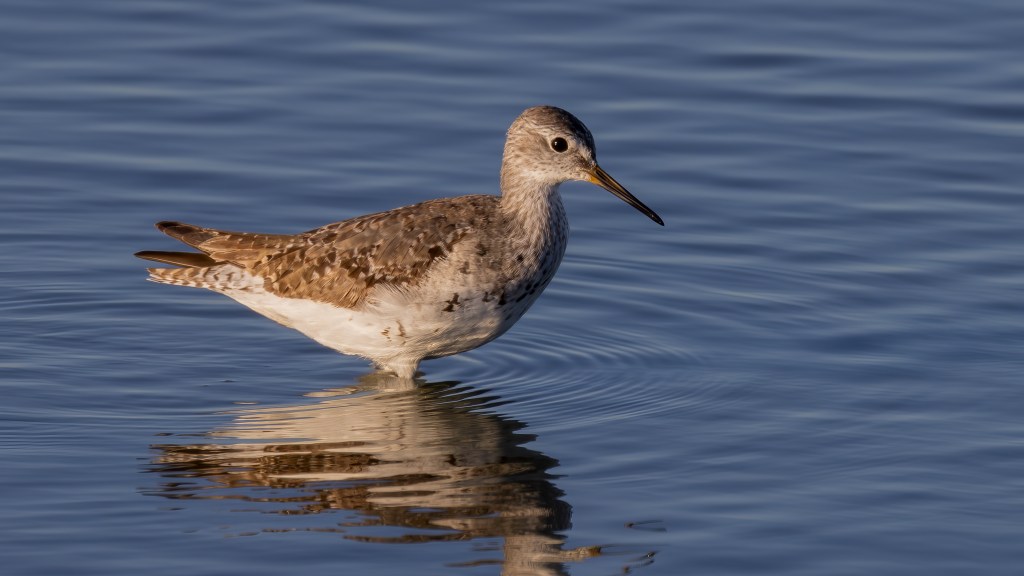 The Lesser of Two Yellowlegs