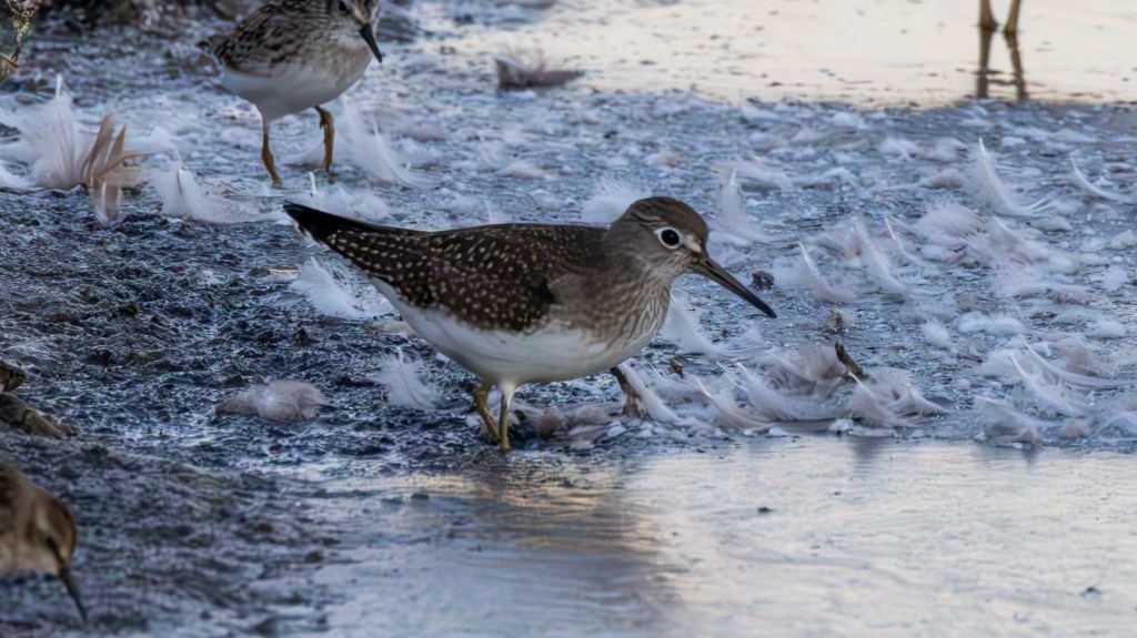 All Alone with a Solitary&nbsp;Sandpiper