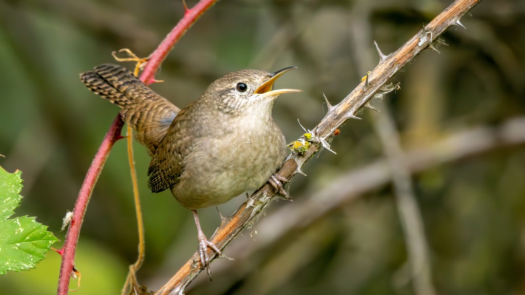 A Very Noisy Northern House Wren