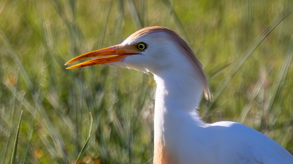 A Cattle Egret in a Cow Pasture