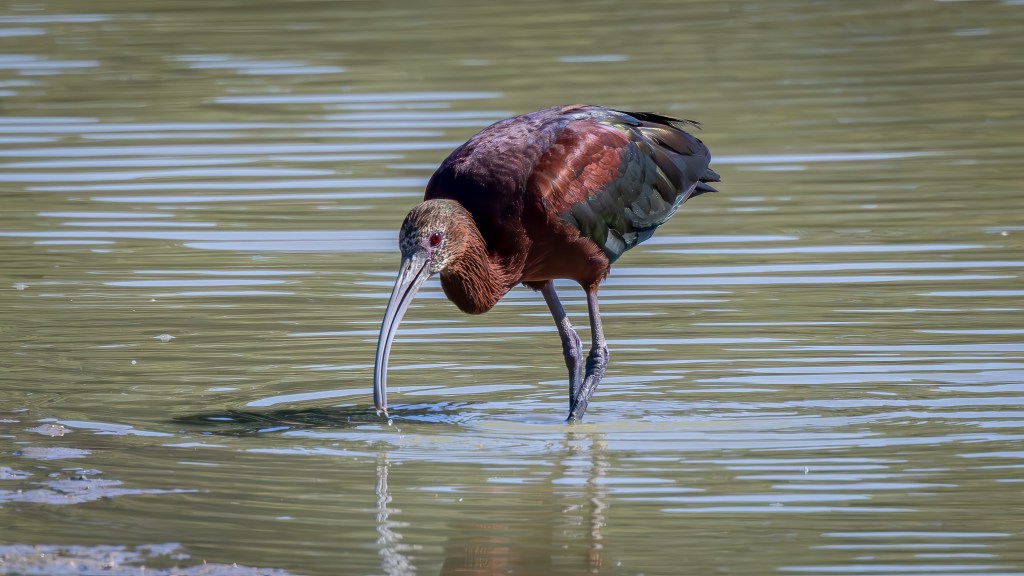 White-faced Ibis