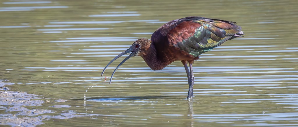 Adult White-faced Ibis eating a small worm at the edge of a pond