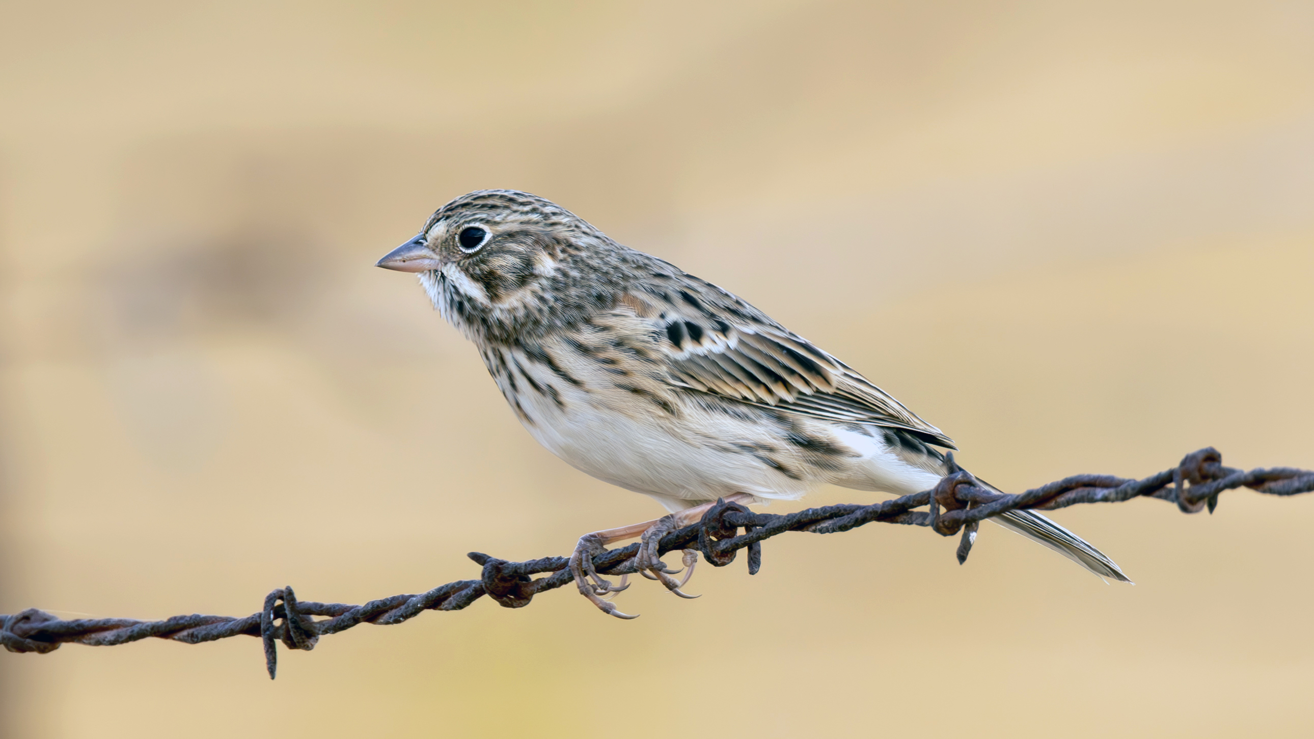 Image of a pale Vesper Sparrow perched on a barbed-wire fence