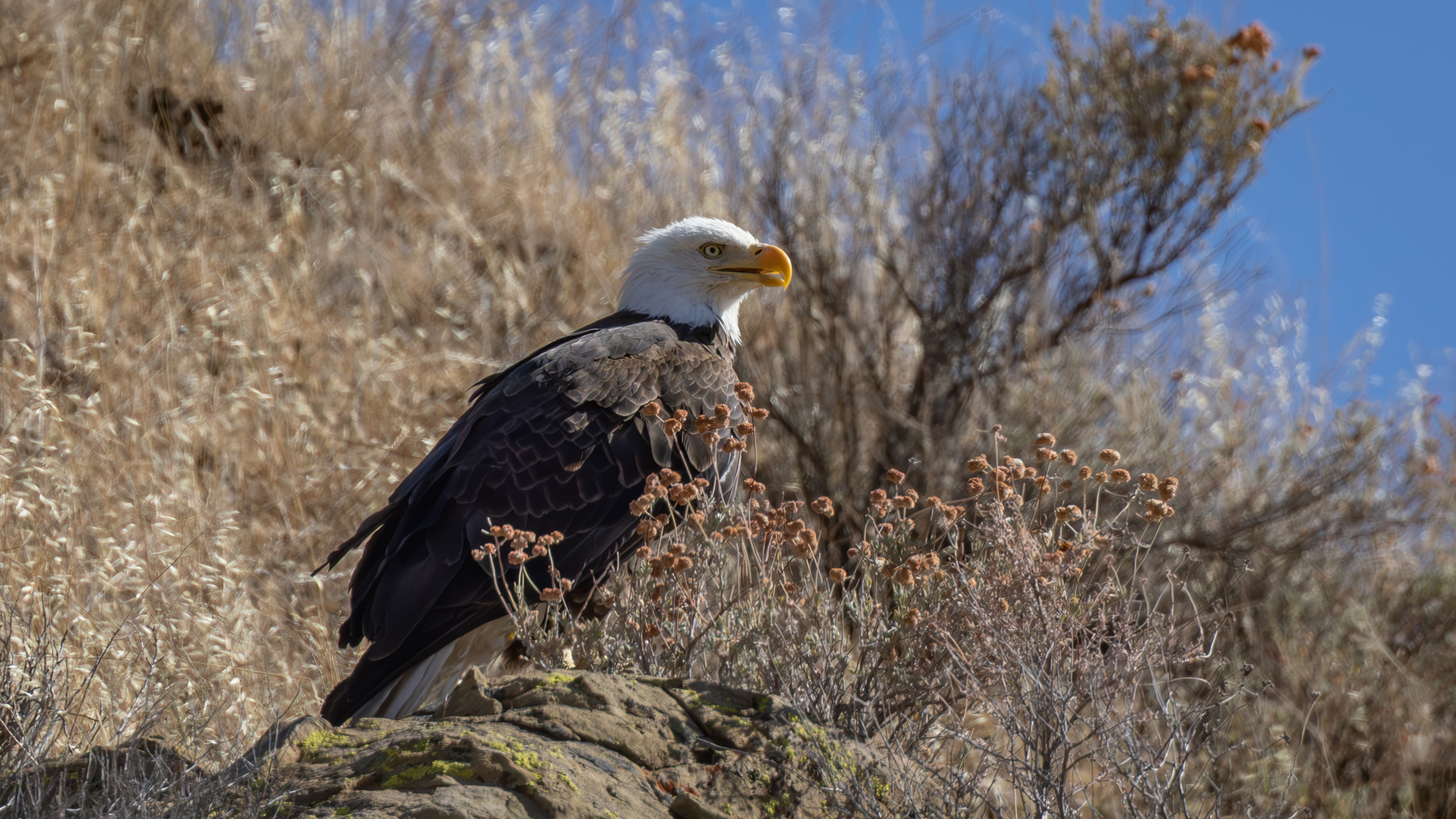Adult Bald Eagle on a perch in Del Puerto Canyon