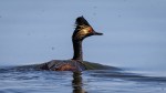Eared Grebe swims in water