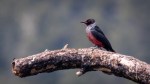Lewis's Woodpecker perched on a branch