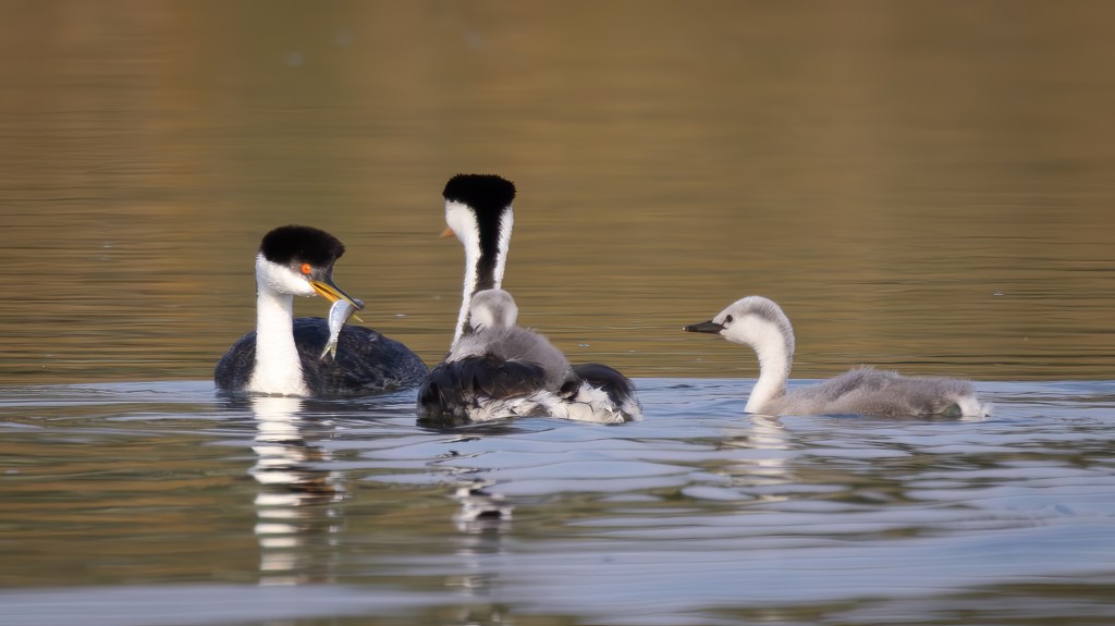 Western Grebe feeding young birds